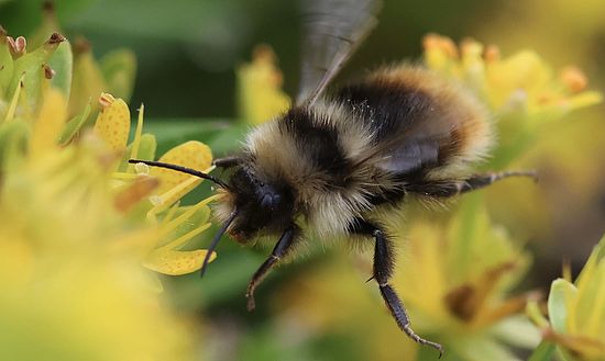 Bumblebee Saxifraga aizoides
