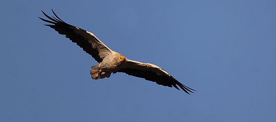 1H2A3758 Giles Hauser