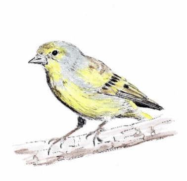 Caruelis citrinella FKN